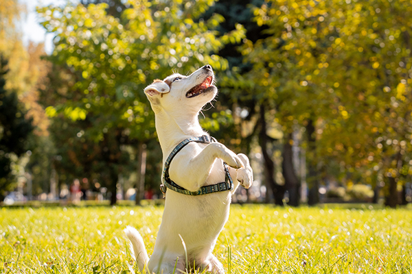 しつけは愛犬とのコミュニケーションの一部です