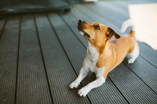 愛犬の噛み癖や吠え癖などへの対処について